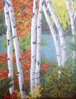 Birch trees in the fall